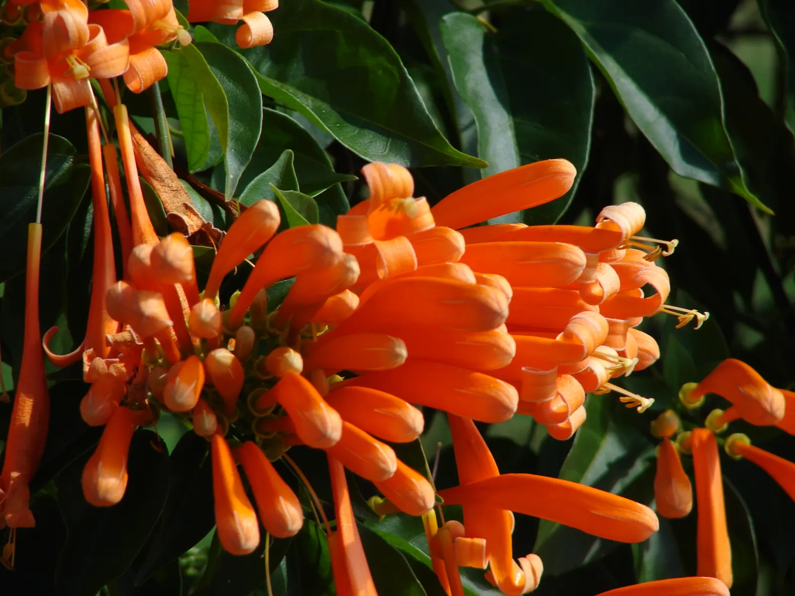 Flame Vine (Pyrostegia Venusta) — Full sun exposure encourages optimal blooming; such as pergolas or fences, image 146