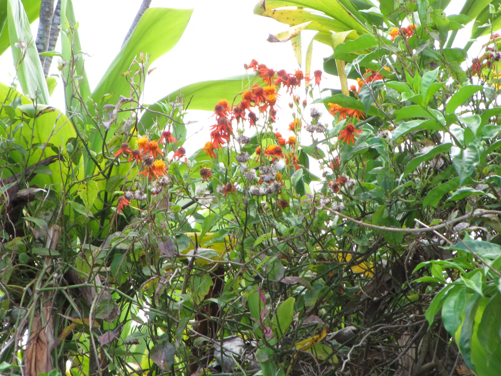 Flame Vine (Pyrostegia Venusta) — This vine prefers well-drained soil and moderate watering; pruning after the blooming season can control growth, image 51
