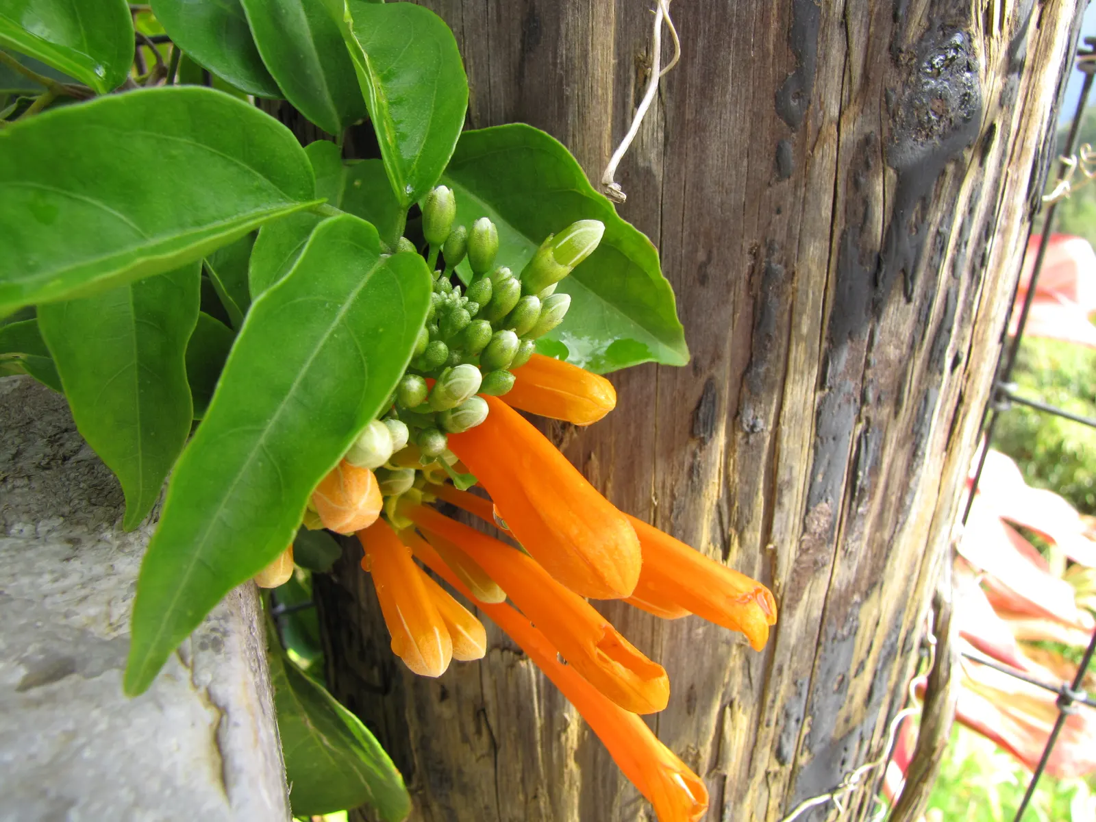 Flame Vine (Pyrostegia Venusta) — as it can reach lengths of up to 40 feet when mature; creating a warm tropical effect even in temperate, image 84