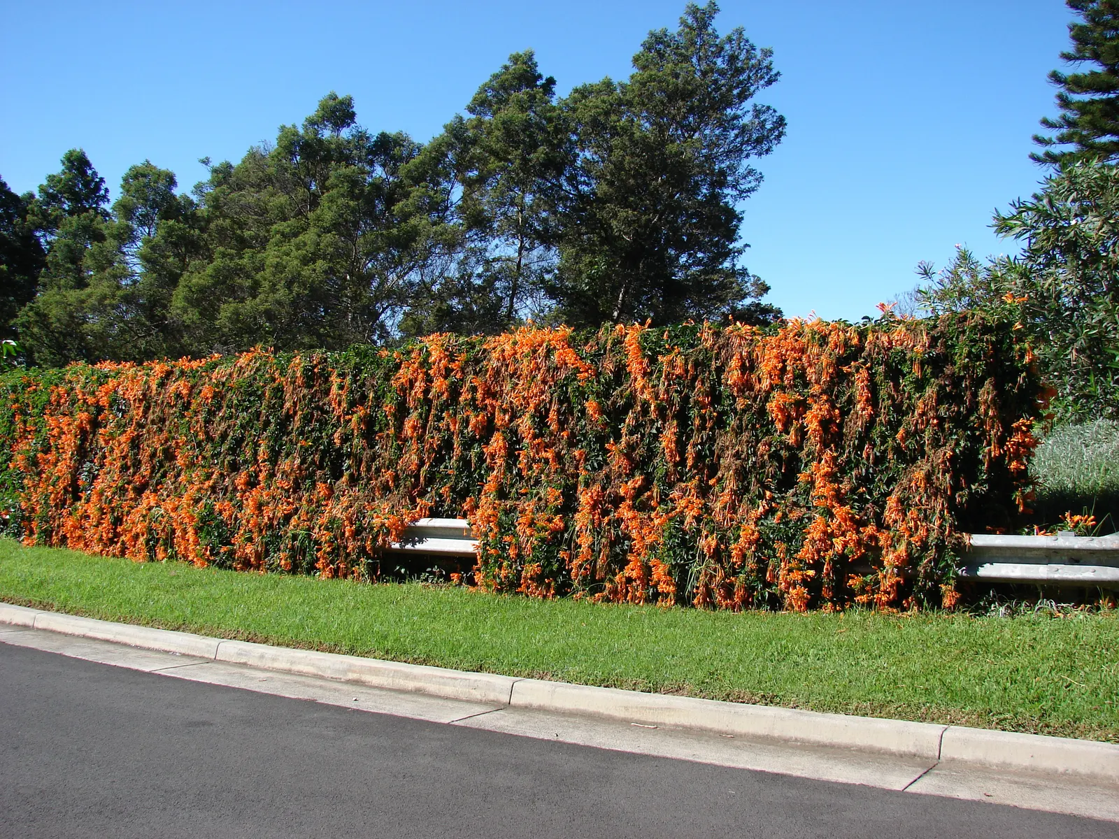 Flame Vine (Pyrostegia Venusta) — as it can reach lengths of up to 40 feet when mature; creating a warm tropical effect even in temperate, image 108