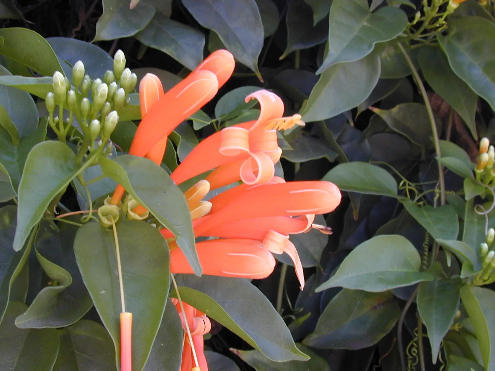 Flame Vine (Pyrostegia Venusta) — creating a warm tropical effect even in temperate gardens.<br><br>For clients seeking a show-stopping display; as it can