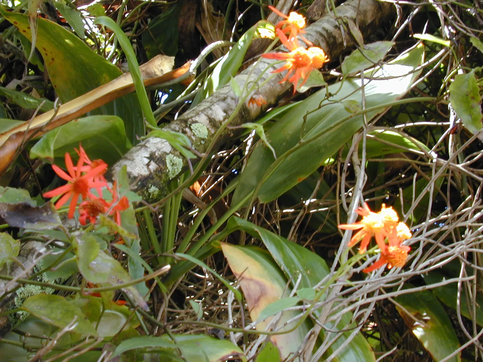 Flame Vine (Pyrostegia Venusta) — Thriving in USDA zones 9-11, it reaches up to 20ft in height and spreads 6-10ft; its fast-growing nature makes it, image 97