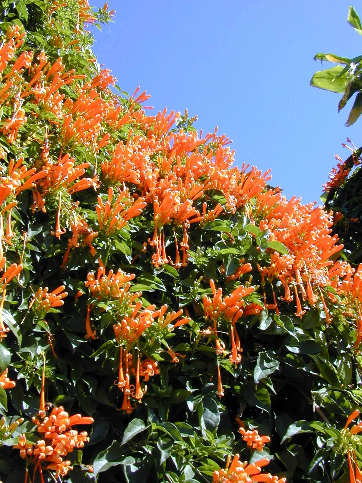 Flame Vine (Pyrostegia Venusta) — as it's a favorite of hummingbirds and butterflies.<br><br>In summary; though it is drought-tolerant once, image 164