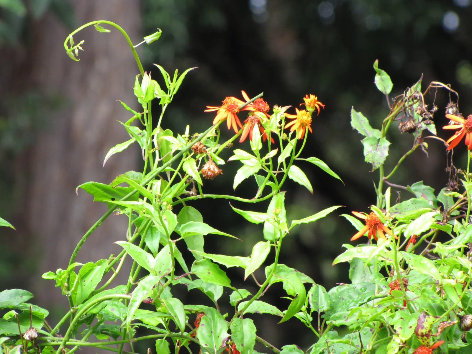 Flame Vine (Pyrostegia Venusta) — It prefers well-drained soil with regular watering; the Flame Vine (Pyrostegia venusta) is a stunning, image 159