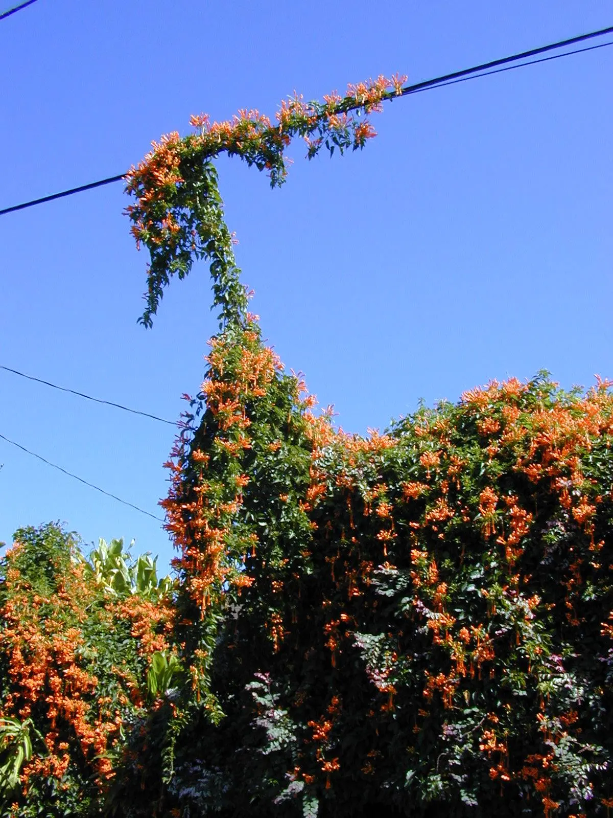 Flame Vine (Pyrostegia Venusta) — the Flame Vine is relatively low-maintenance; vine with orange blooms, image 158