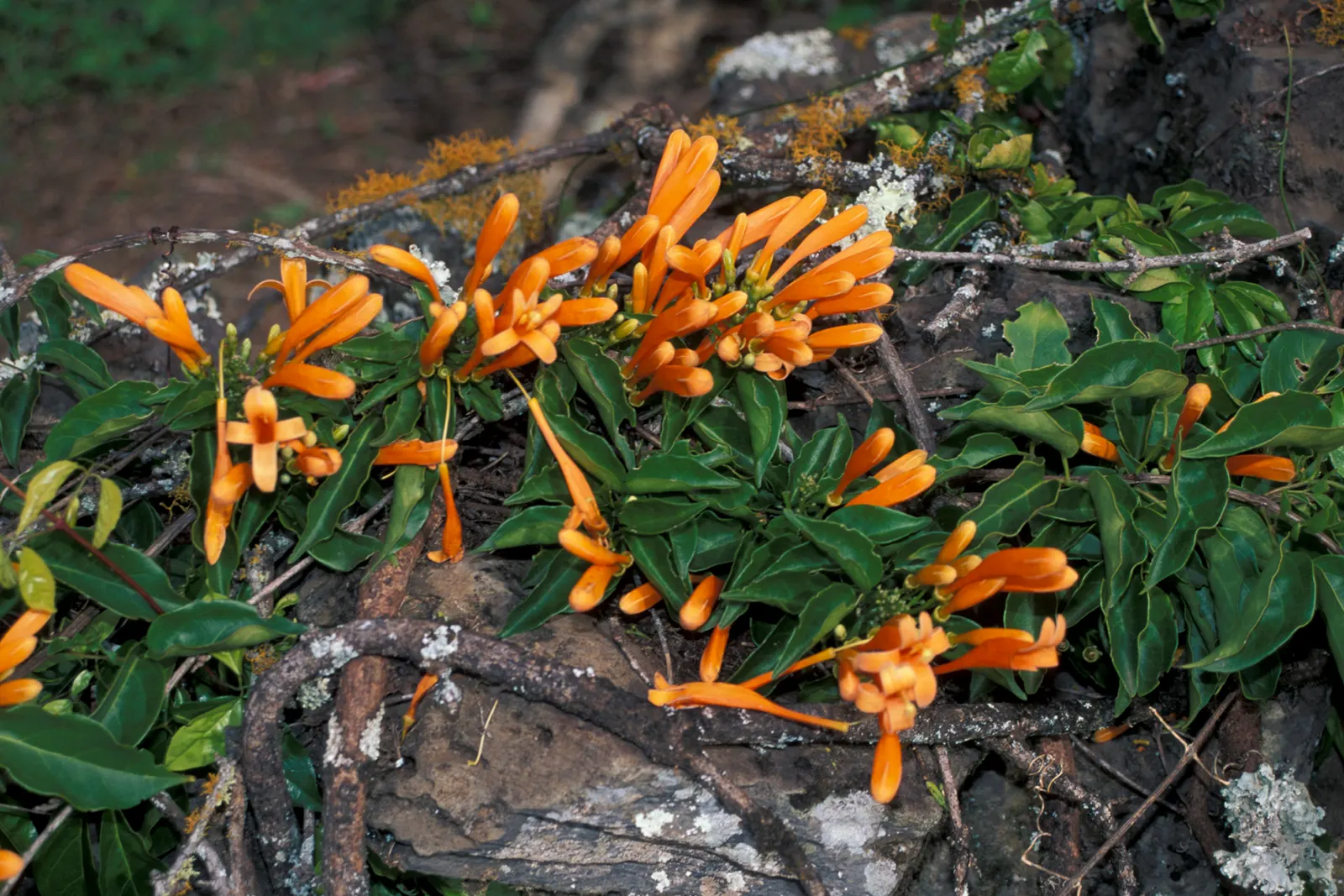 Flame Vine (Pyrostegia Venusta) — especially from late fall to early spring; adding vibrant warmth to any landscape, image 128