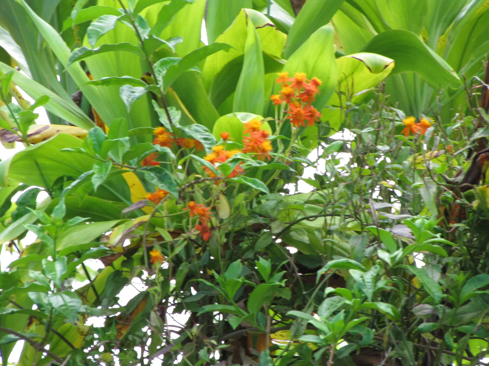 Flame Vine (Pyrostegia Venusta) — Full sun exposure encourages optimal blooming; such as pergolas or fences, image 98