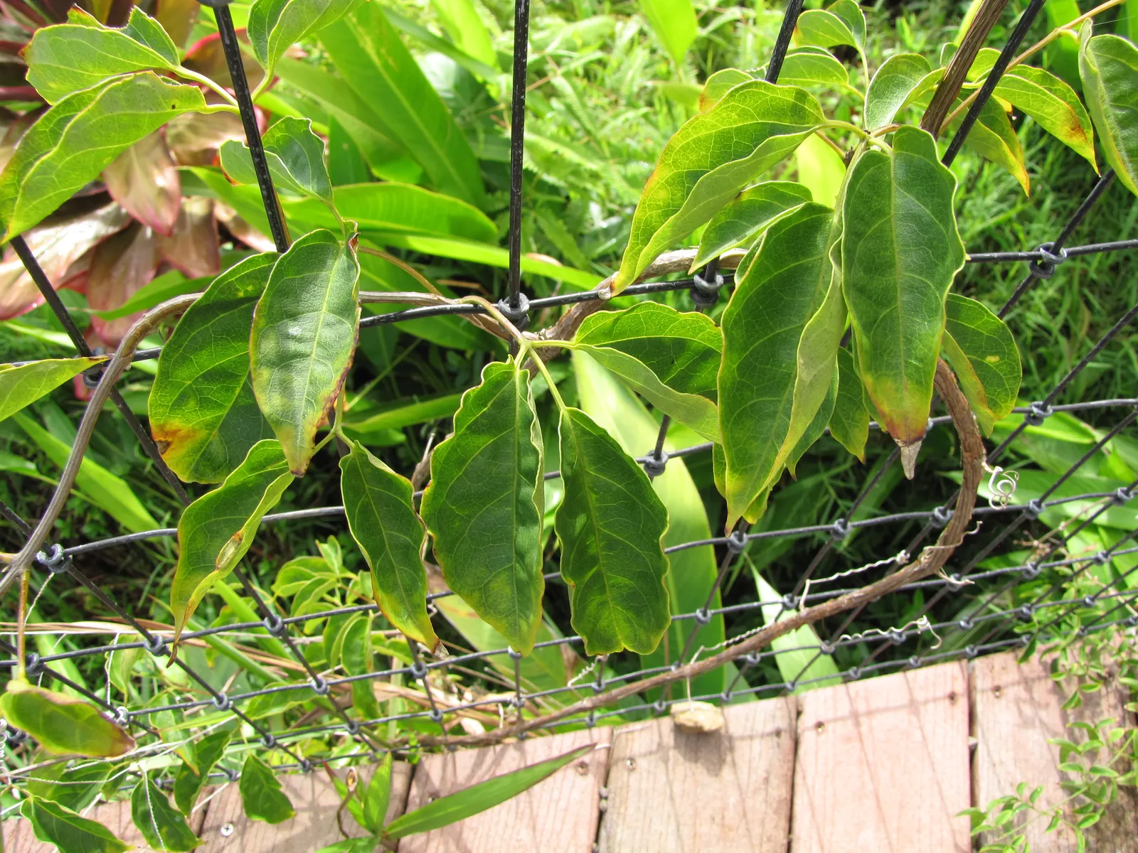 Flame Vine (Pyrostegia Venusta) — Flame Vine thrives in USDA hardiness zones 9b through 11.<br><br>Aside from its aesthetic appeal; particularly during dry