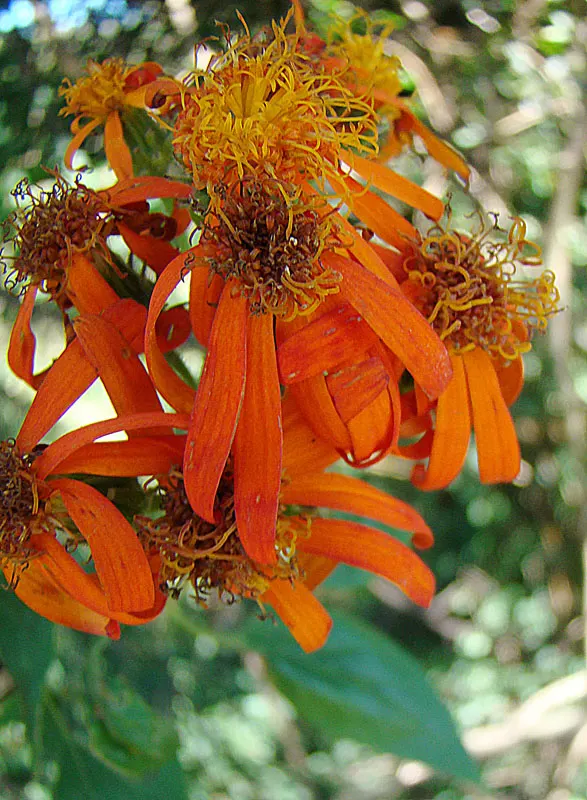 Flame Vine (Pyrostegia Venusta) — creating a warm tropical effect even in temperate gardens.<br><br>For clients seeking a show-stopping display; as, image 81