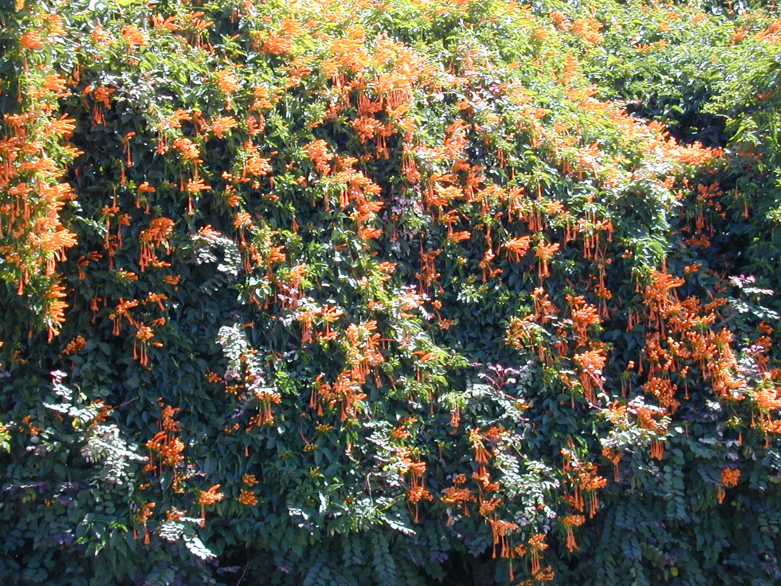 Flame Vine (Pyrostegia Venusta) — This plant is an excellent option for gardeners looking to attract pollinators; the Flame Vine is unmatched, image 115