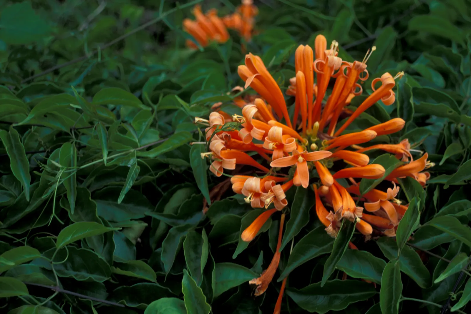 Flame Vine (Pyrostegia Venusta) — as it's a favorite of hummingbirds and butterflies.<br><br>In summary; though it is drought-tolerant once, image 140