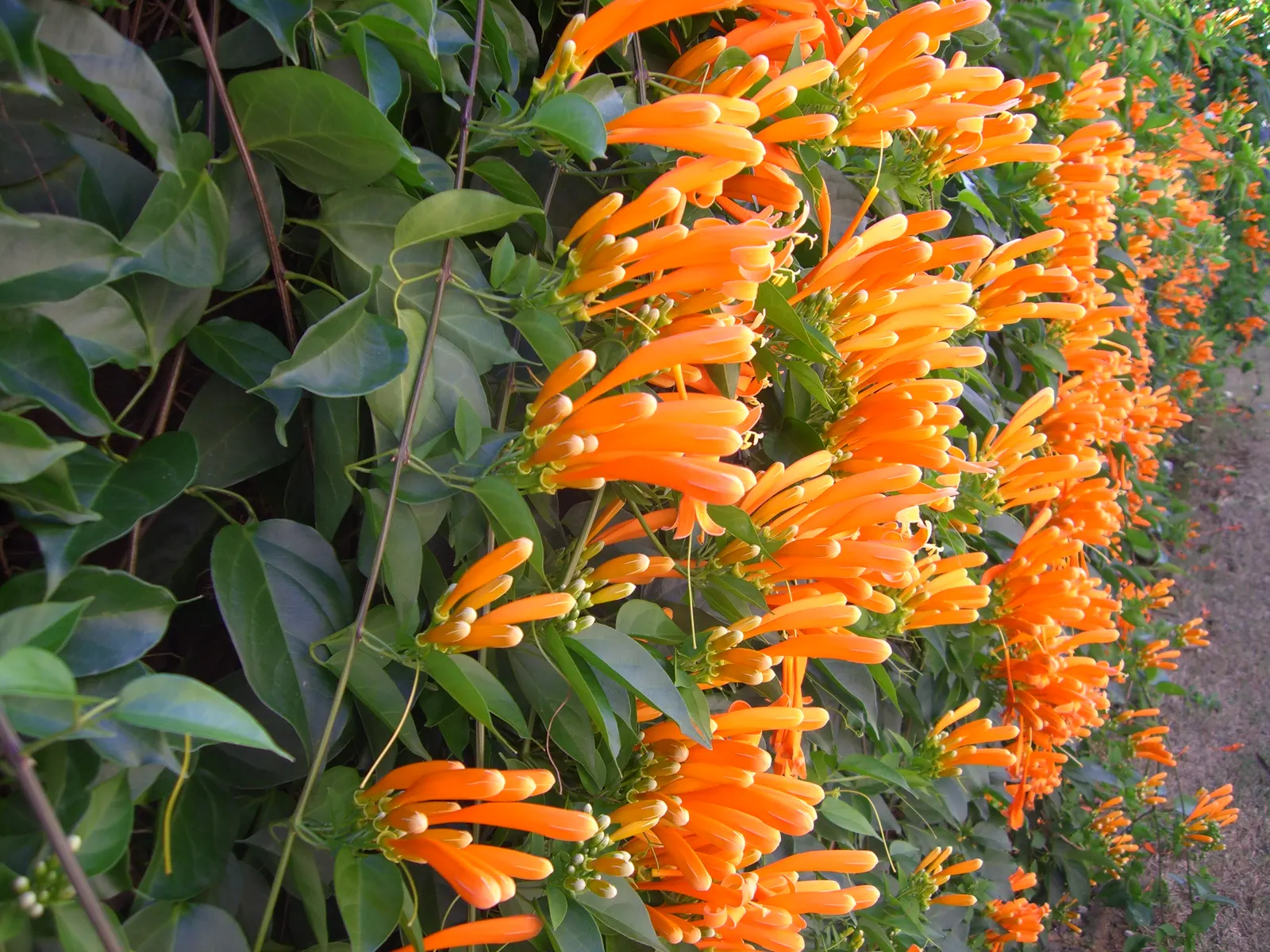 Flame Vine (Pyrostegia Venusta) — the Flame Vine is unmatched; this plant is an excellent option for gardeners looking to attract pollinators, image 154