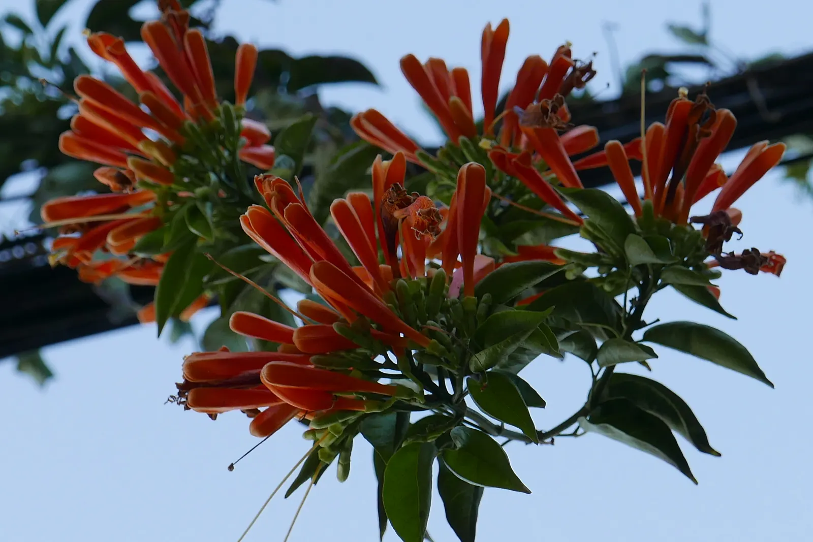 Flame Vine (Pyrostegia Venusta) — It prefers well-drained soil with regular watering