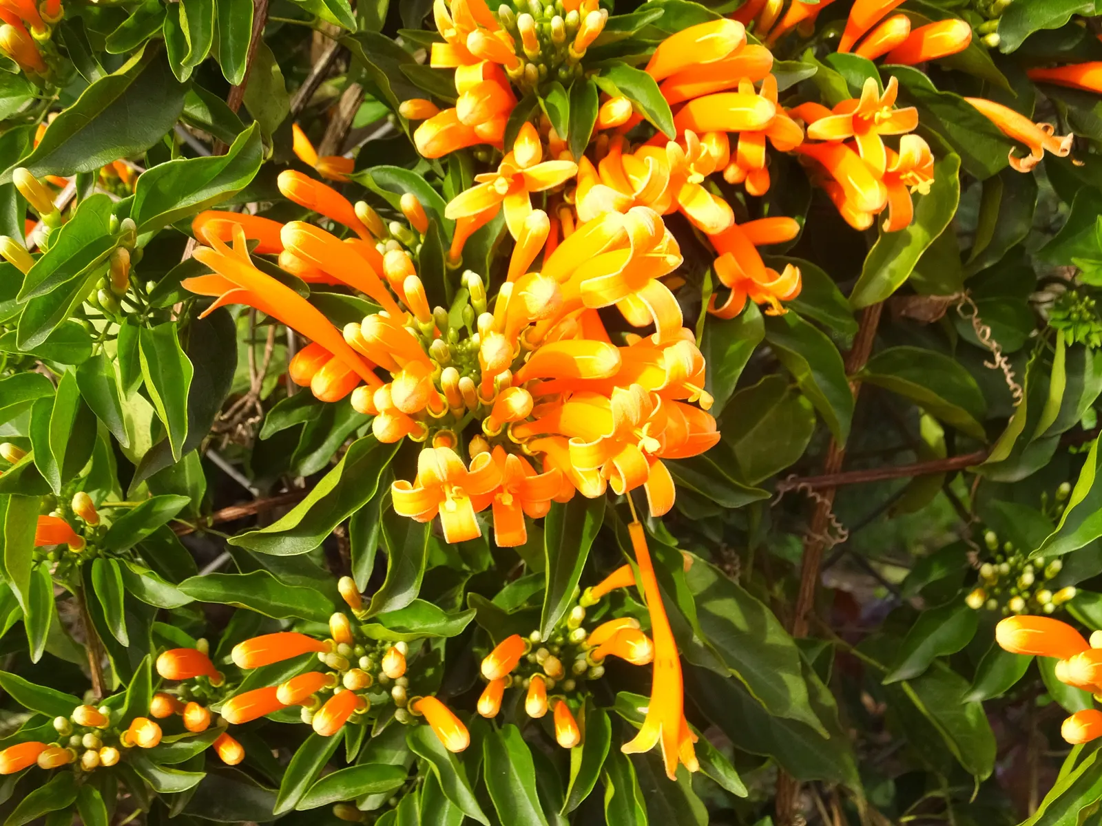 Flame Vine (Pyrostegia Venusta) — Full sun exposure encourages optimal blooming; such as pergolas or fences, image 74