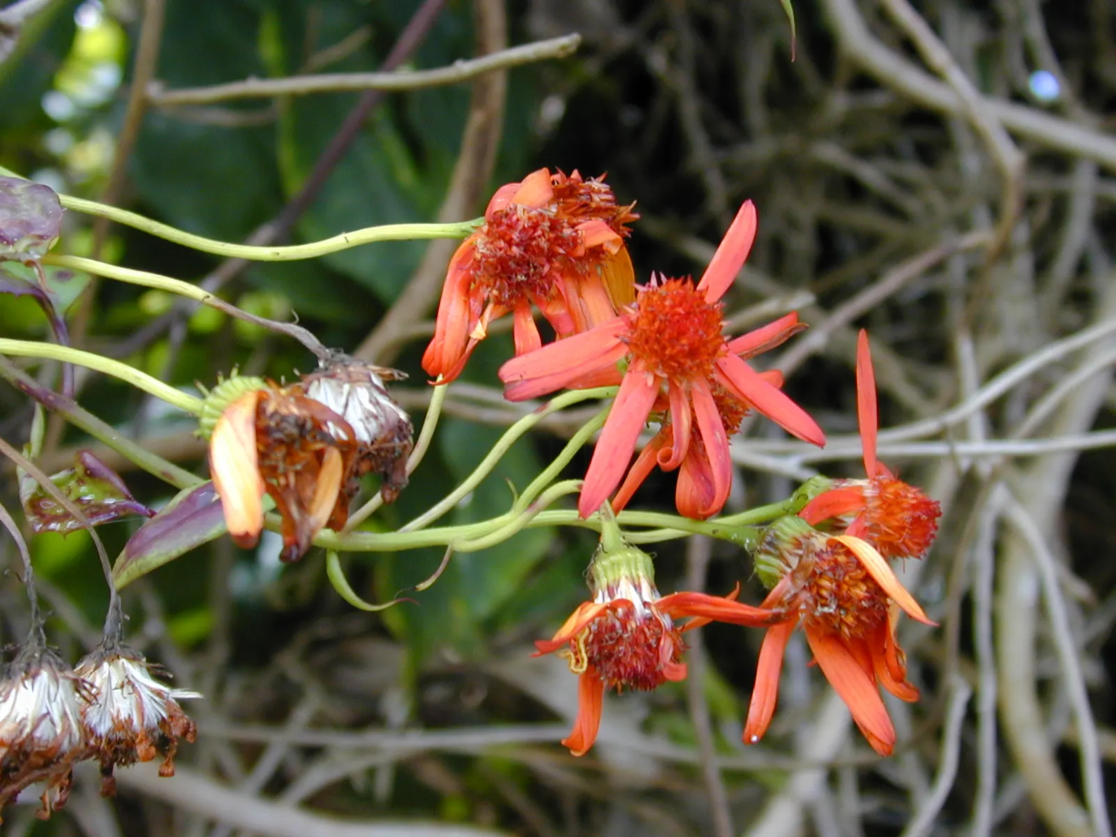 Flame Vine (Pyrostegia Venusta) — Its fast-growing nature makes it ideal for covering trellises