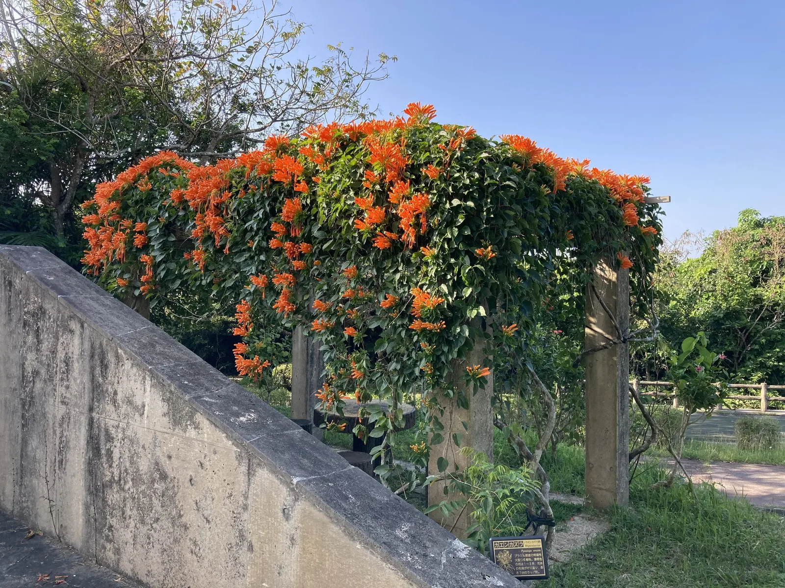 Flame Vine (Pyrostegia Venusta) — such as pergolas or fences; full sun exposure encourages optimal blooming, image 59