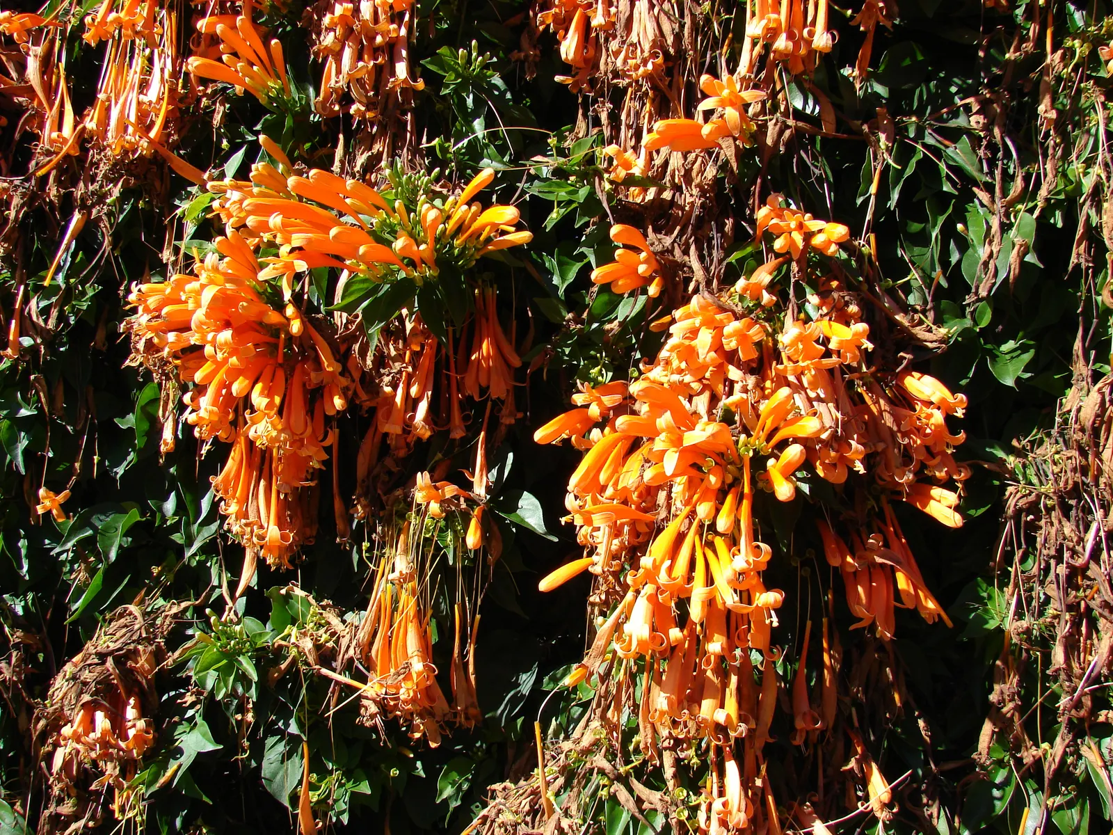Flame Vine (Pyrostegia Venusta) — vine for full or half; all with minimal care requirements once settled into its environment, image 144
