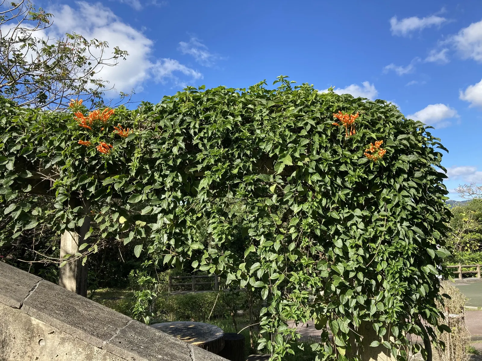 Flame Vine (Pyrostegia Venusta) — particularly during dry periods; flame Vine thrives in USDA hardiness zones 9b through 11.<br><br>Aside from its aesthetic