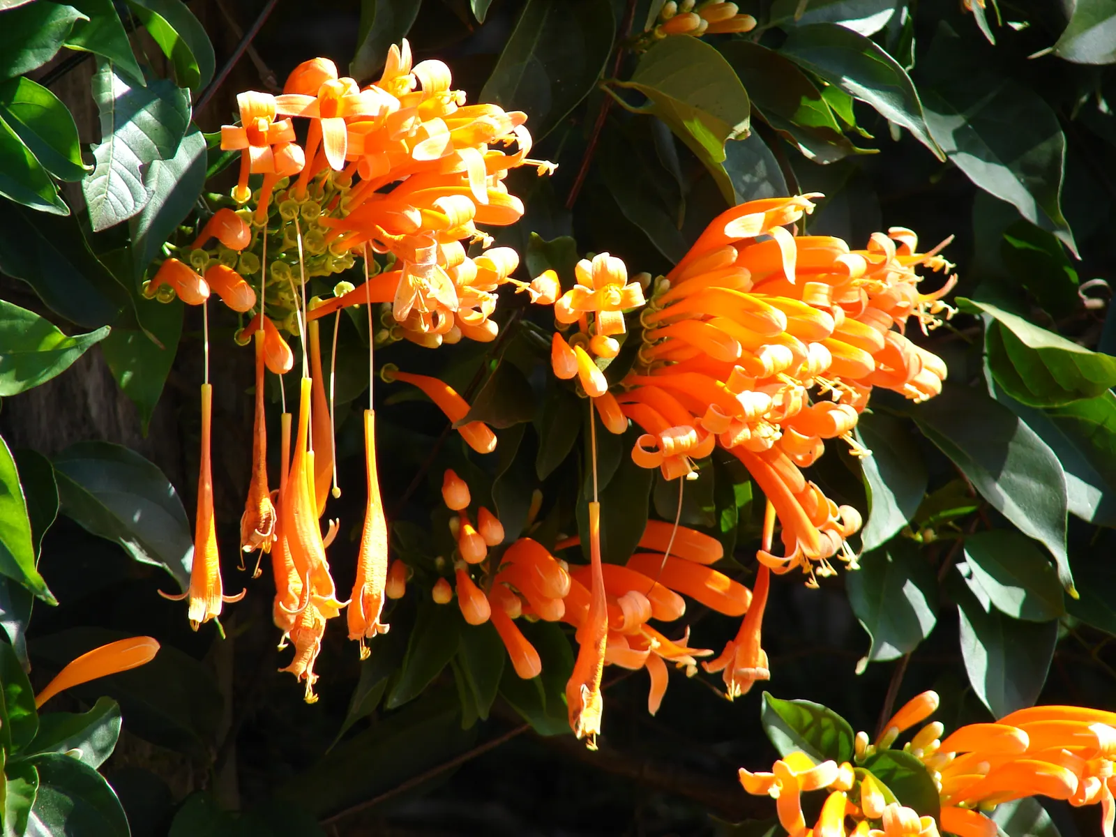 Flame Vine (Pyrostegia Venusta) — Pruning after the blooming season can control growth and promote health; this vine prefers well-drained soil and, image 114