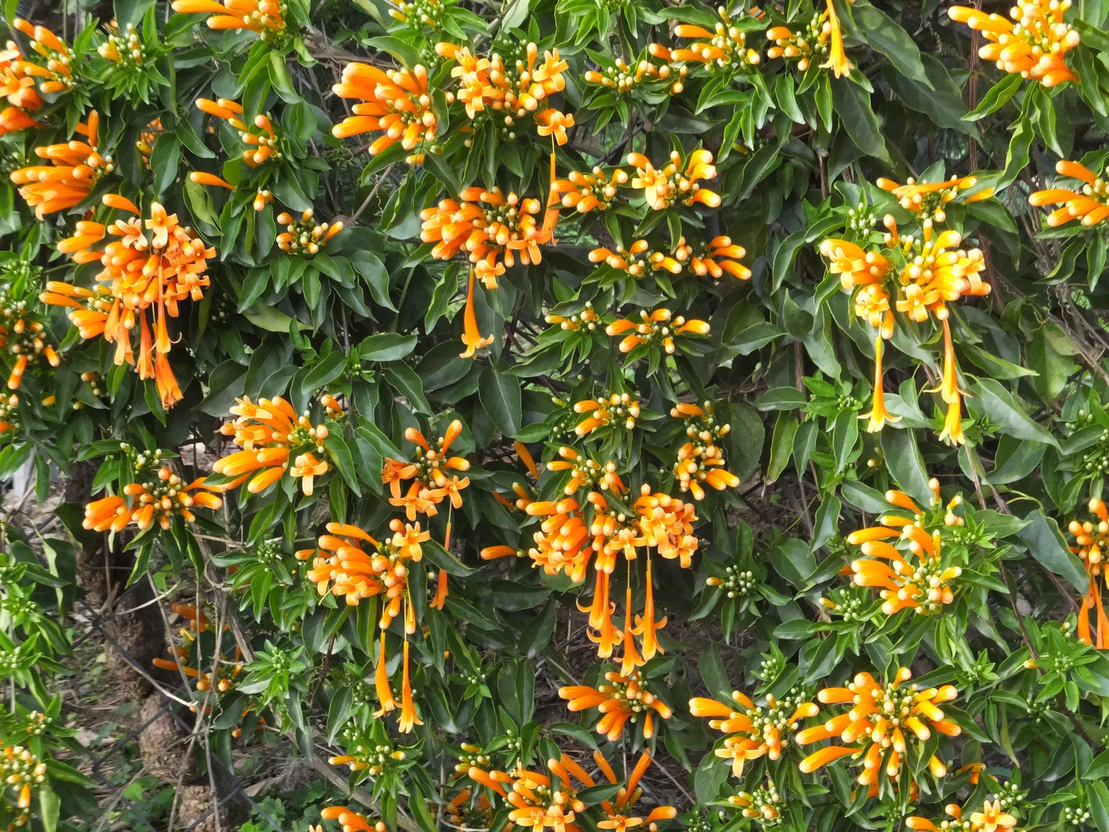 Flame Vine (Pyrostegia Venusta) — though it is drought-tolerant once established; as it's a favorite of hummingbirds and butterflies.<br><br>In, image 65