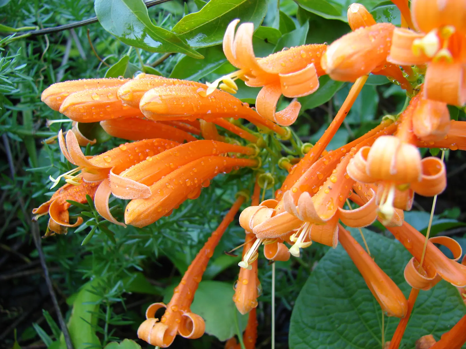 Flame Vine (Pyrostegia Venusta) — This plant is an excellent option for gardeners looking to attract pollinators; the Flame Vine is unmatched, image 139