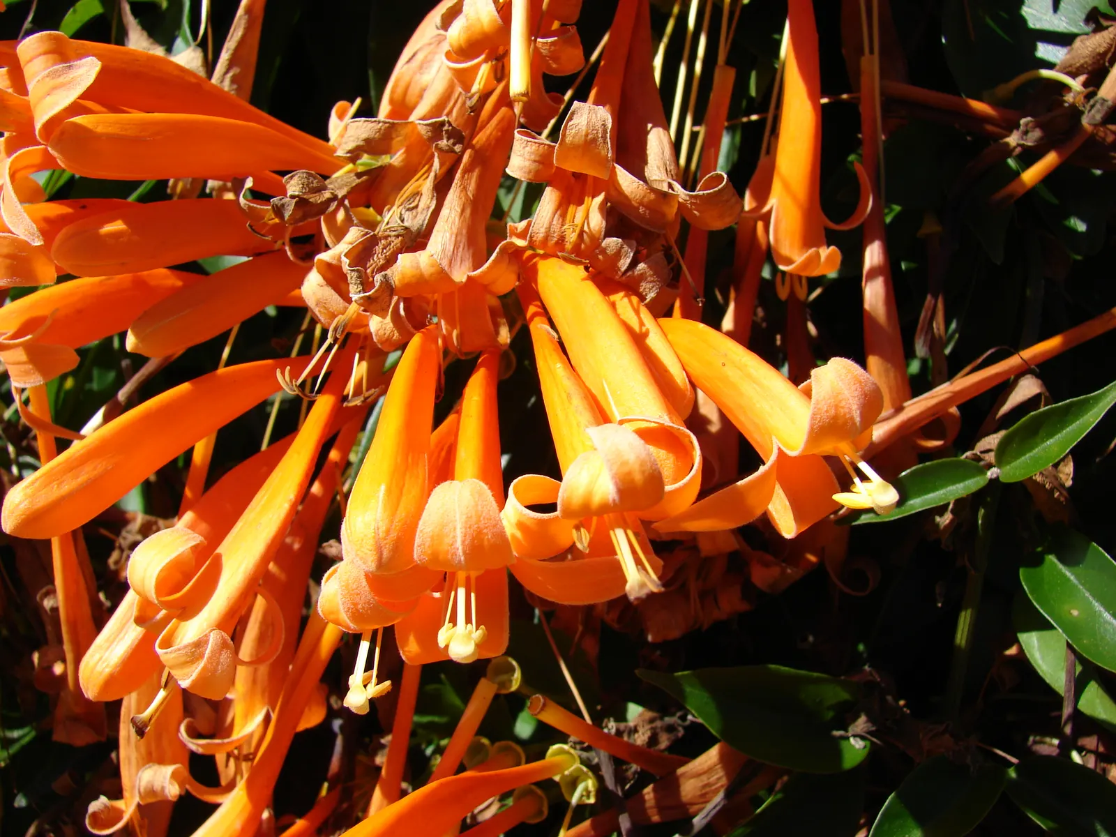 Flame Vine (Pyrostegia Venusta) — Pruning after the blooming season can control growth and promote health; this vine prefers well-drained soil and moderate