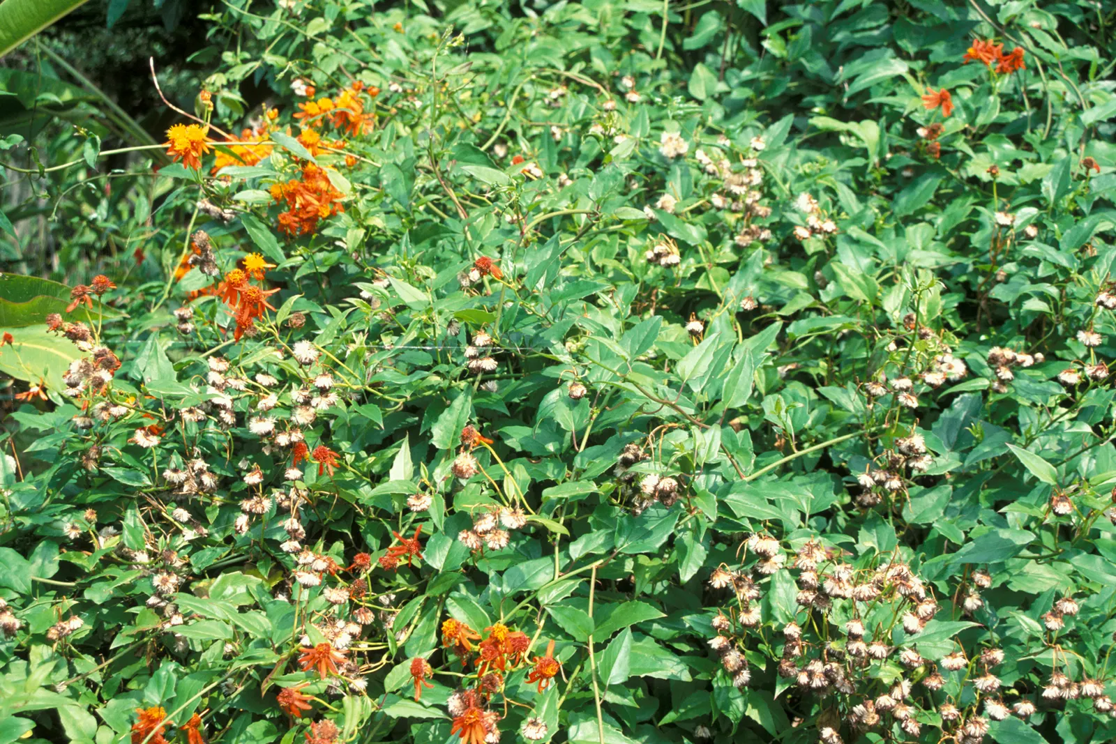 Flame Vine (Pyrostegia Venusta) — Its fast-growing nature makes it ideal for covering trellises; thriving in USDA zones 9-11, it reaches up to 20ft, image 124