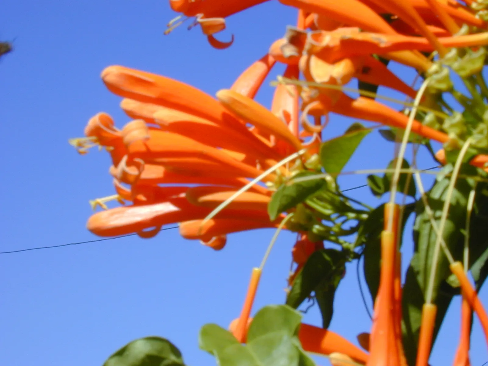 Flame Vine (Pyrostegia Venusta) — adding vibrant warmth to any landscape; especially from late fall to early spring