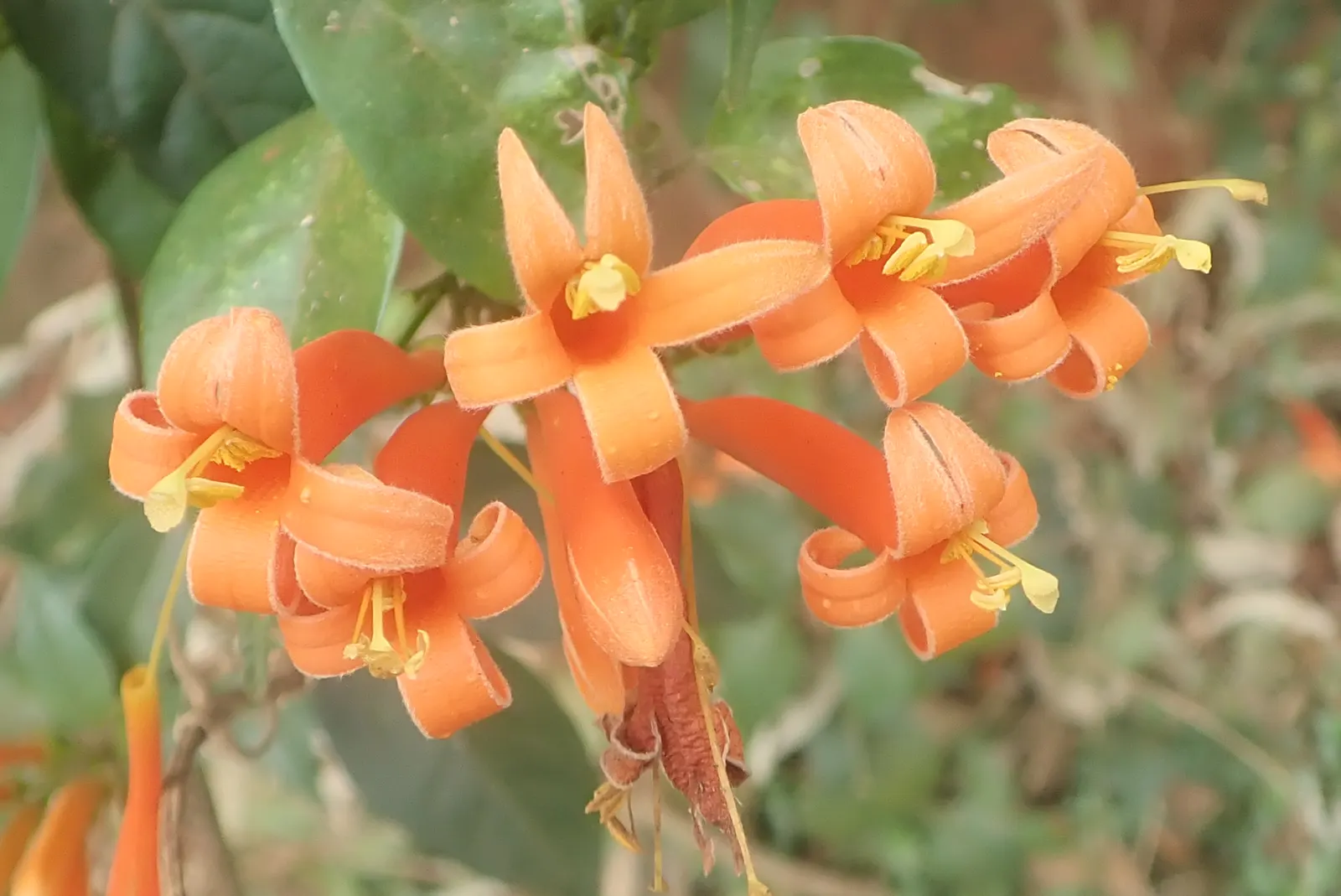 Flame Vine (Pyrostegia Venusta) — all with minimal care requirements once settled into its environment; vine for full or half, image 93