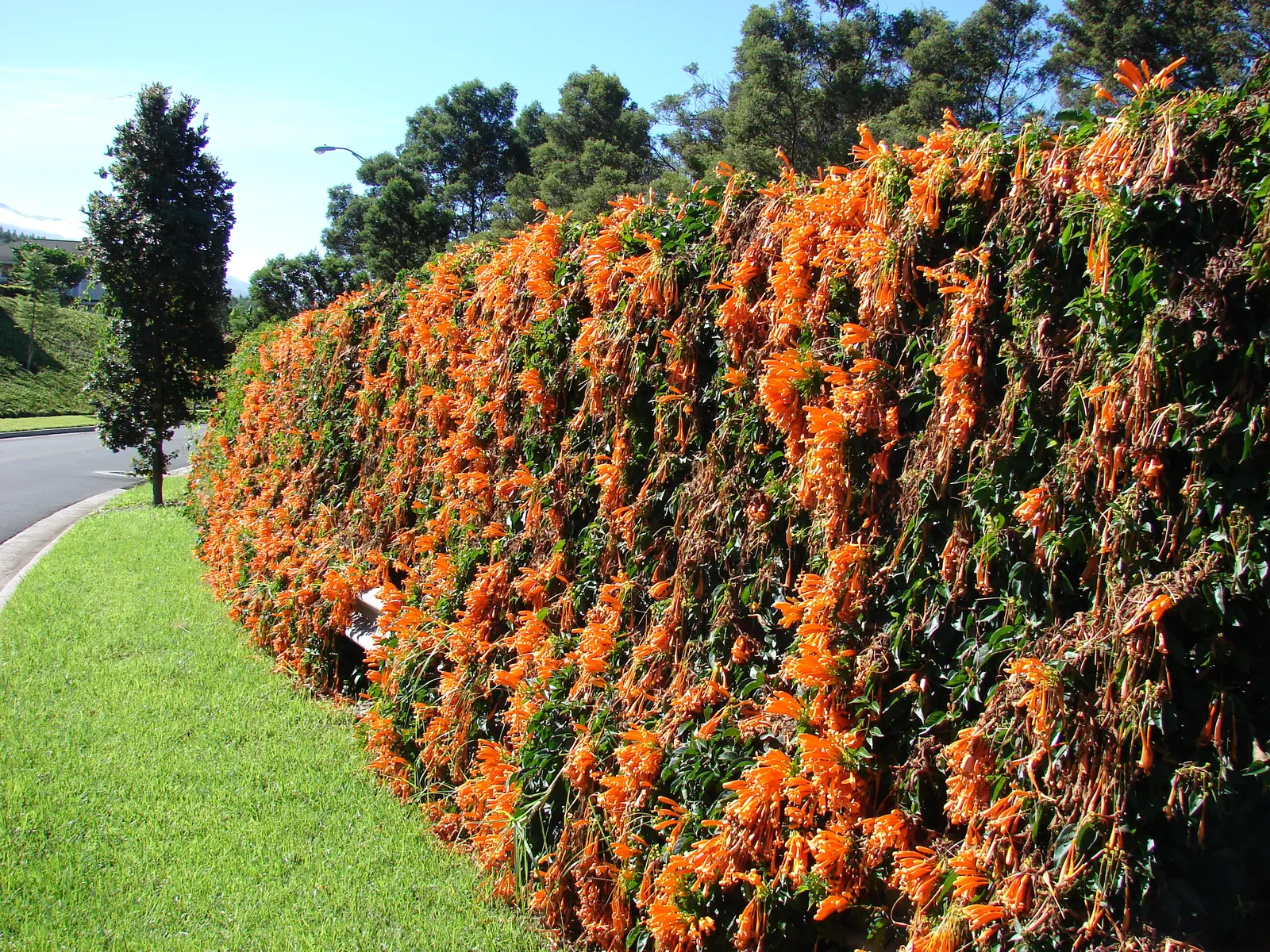 Flame Vine (Pyrostegia Venusta) — such as pergolas or fences; full sun exposure encourages optimal blooming, image 83