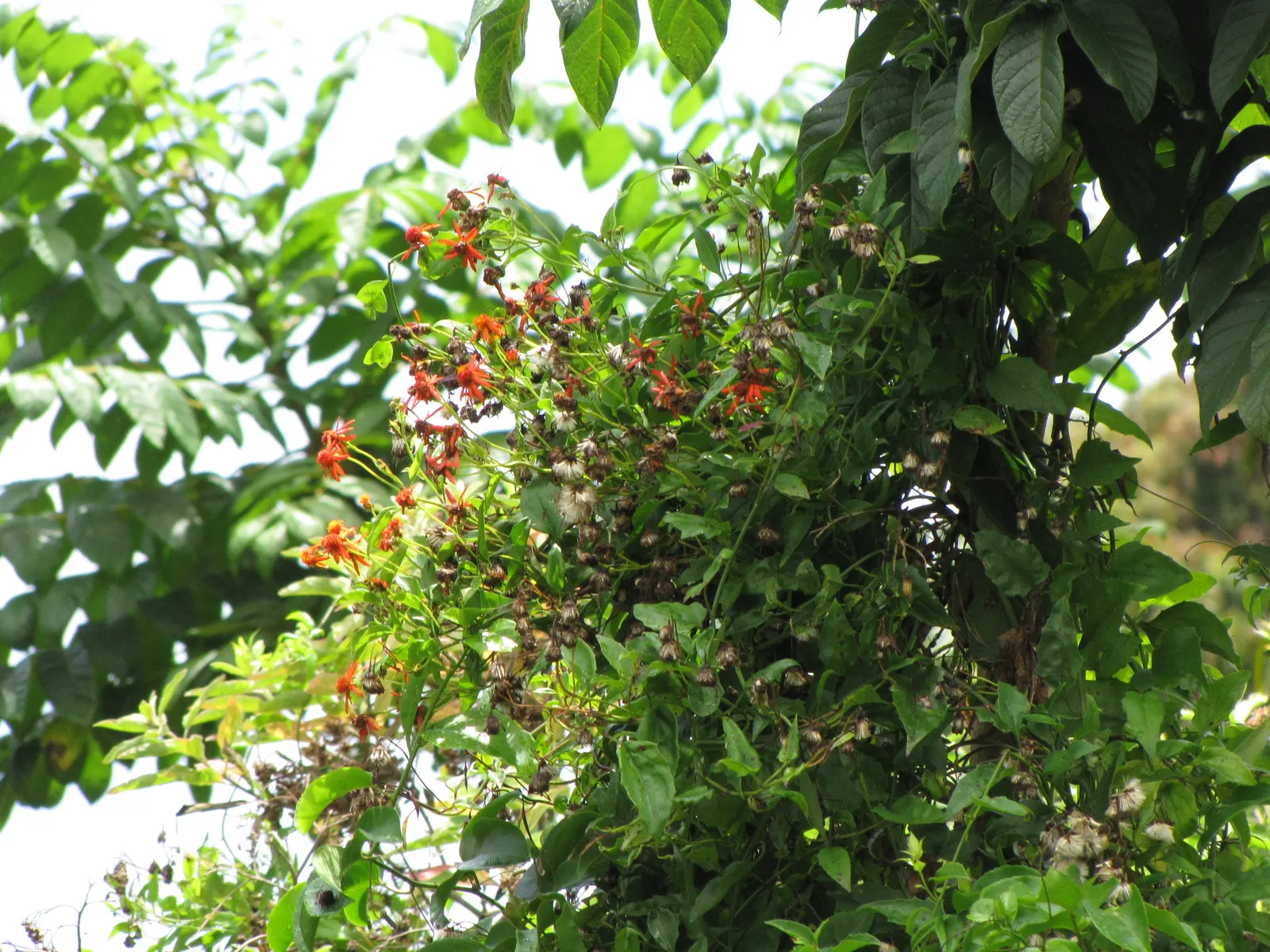 Flame Vine (Pyrostegia Venusta) — as it's a favorite of hummingbirds and butterflies.<br><br>In summary; though it is drought-tolerant once, image 68