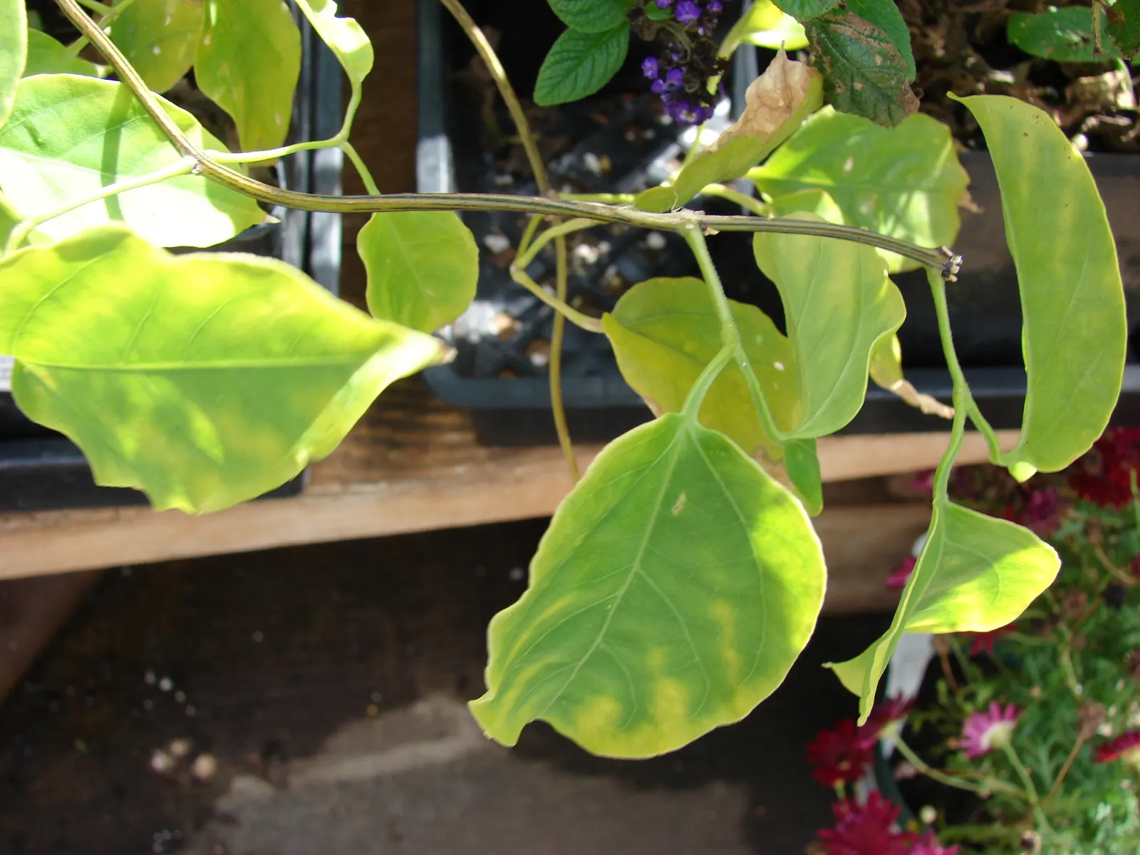 Flame Vine (Pyrostegia Venusta) — the Flame Vine is relatively low-maintenance