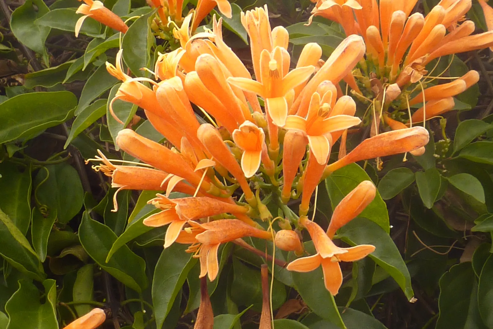 Flame Vine (Pyrostegia Venusta) — the Flame Vine is unmatched; this plant is an excellent option for gardeners looking to attract pollinators, image 130