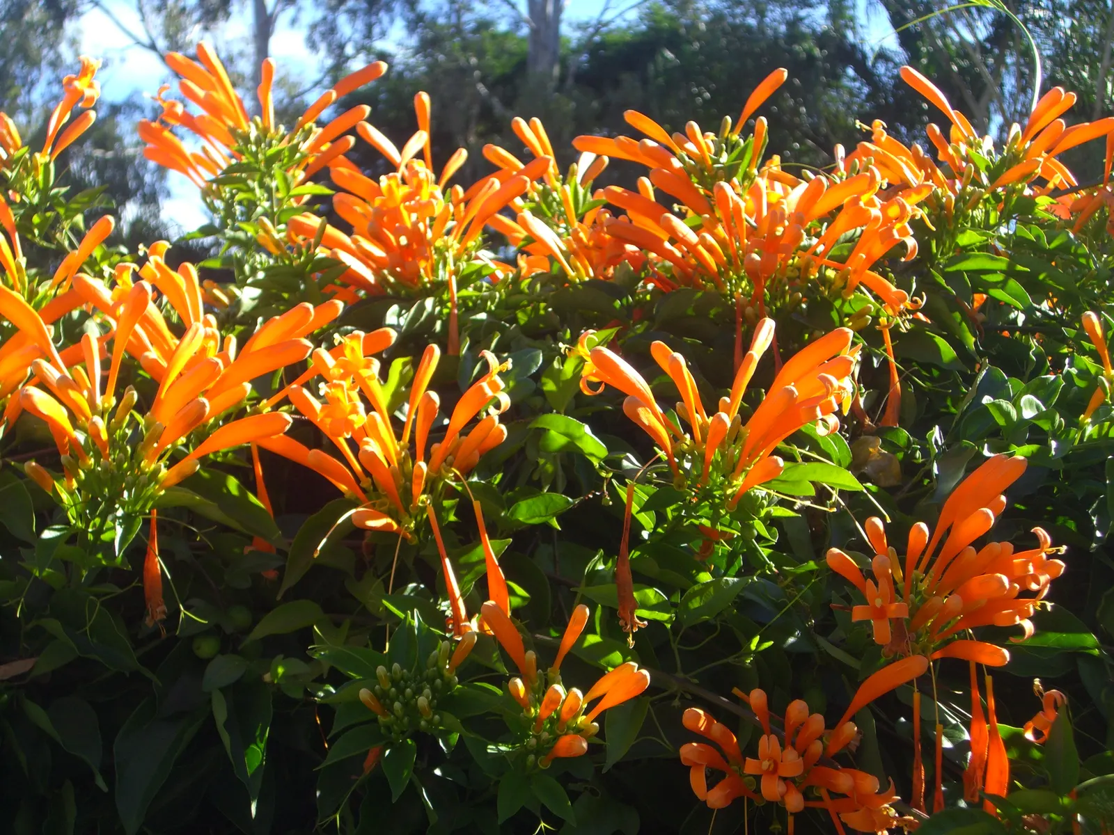 Flame Vine (Pyrostegia Venusta) — orange flowers in the garden; vibrant climber that provides a burst of brilliant color to any landscape design, image 94