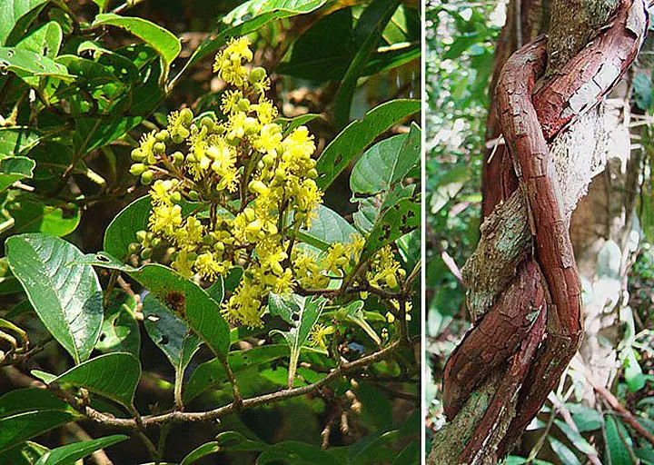 Flame Vine (Pyrostegia Venusta) — the Flame Vine is relatively low-maintenance; vine with orange blooms, image 110