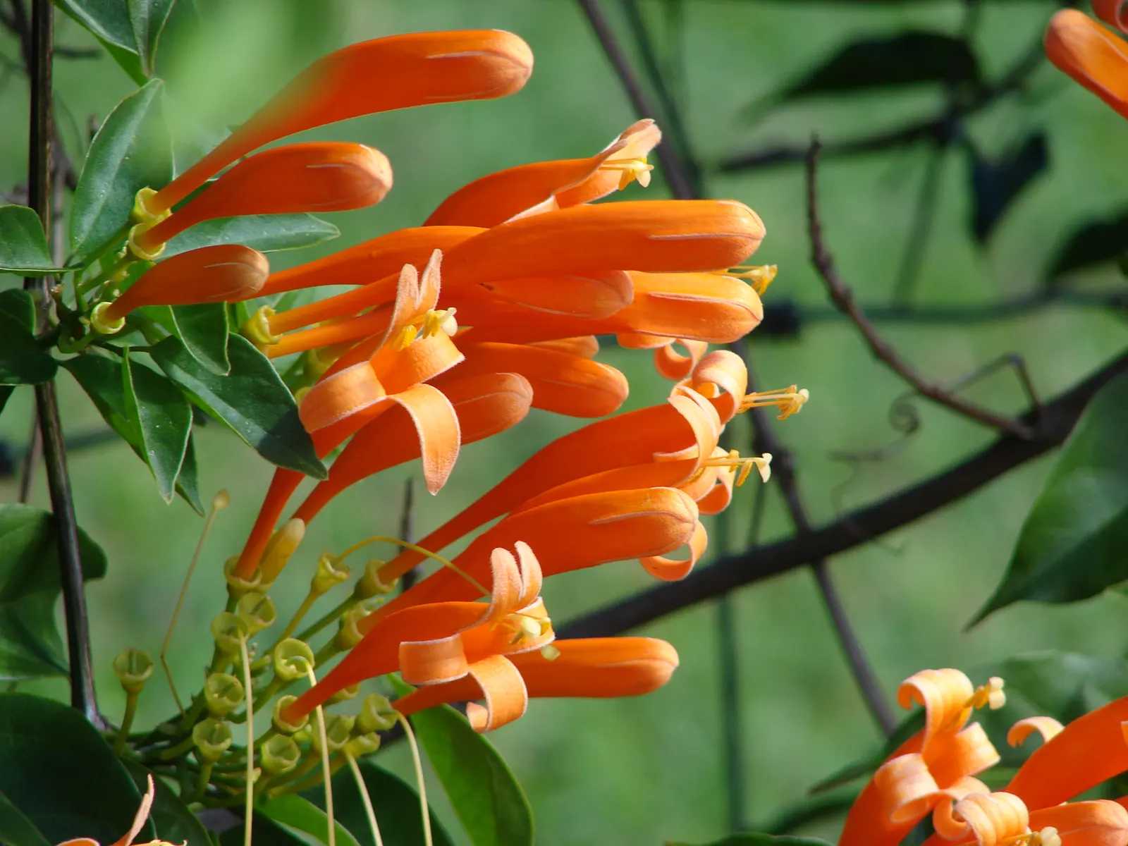 Flame Vine (Pyrostegia Venusta) — vine for full or half; all with minimal care requirements once settled into its environment, image 96