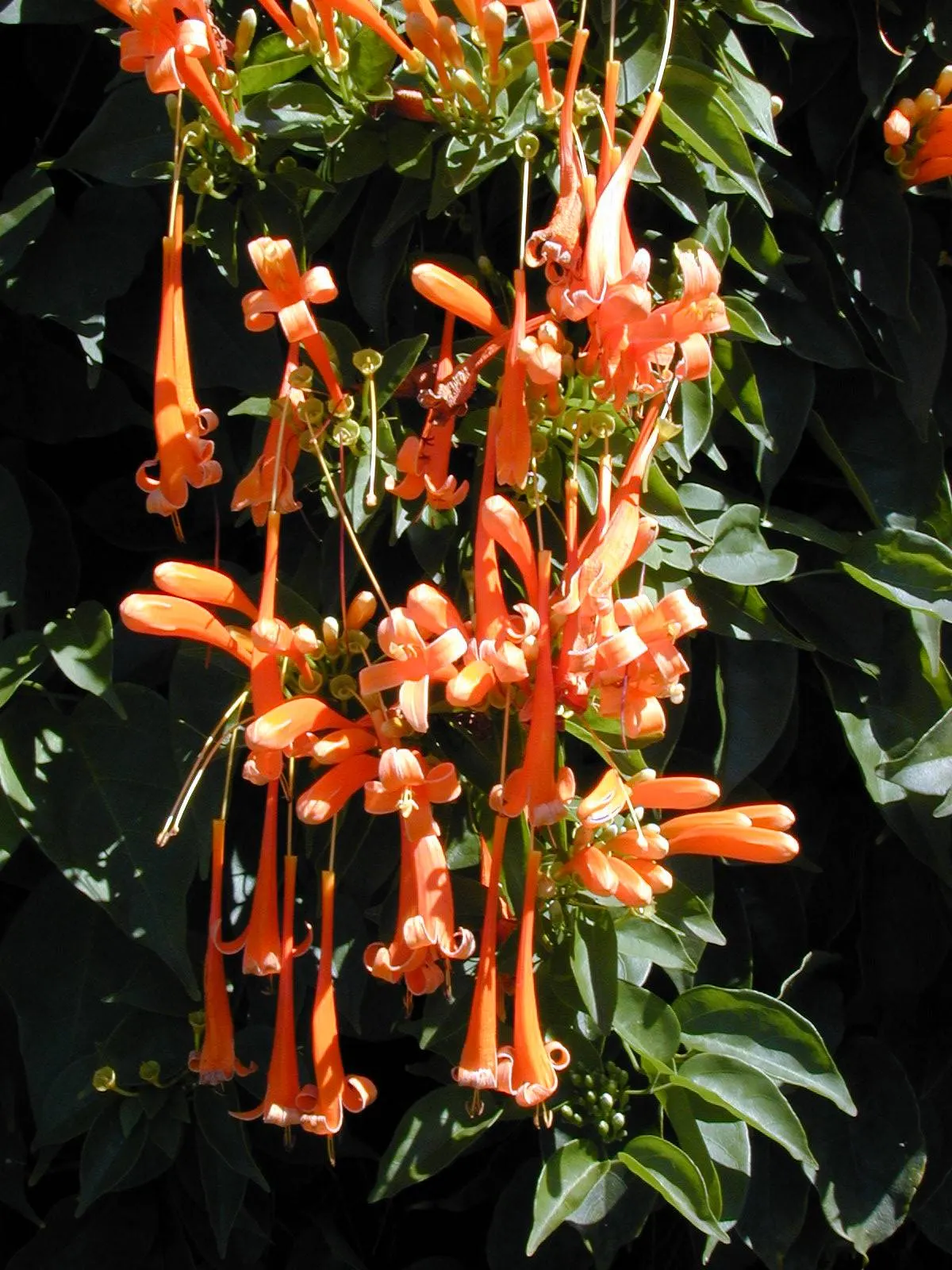 Flame Vine (Pyrostegia Venusta) — as it's a favorite of hummingbirds and butterflies.<br><br>In summary; though it is drought-tolerant once, image 116