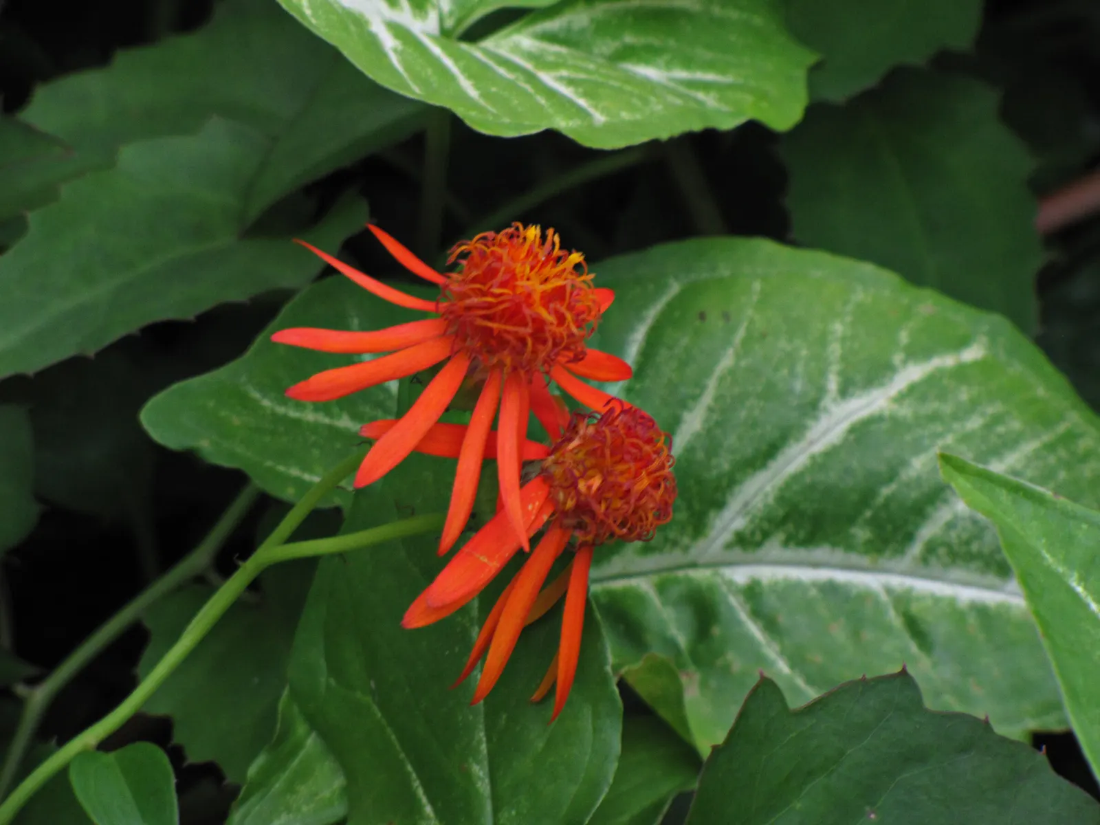 Flame Vine (Pyrostegia Venusta) — as it can reach lengths of up to 40 feet when mature