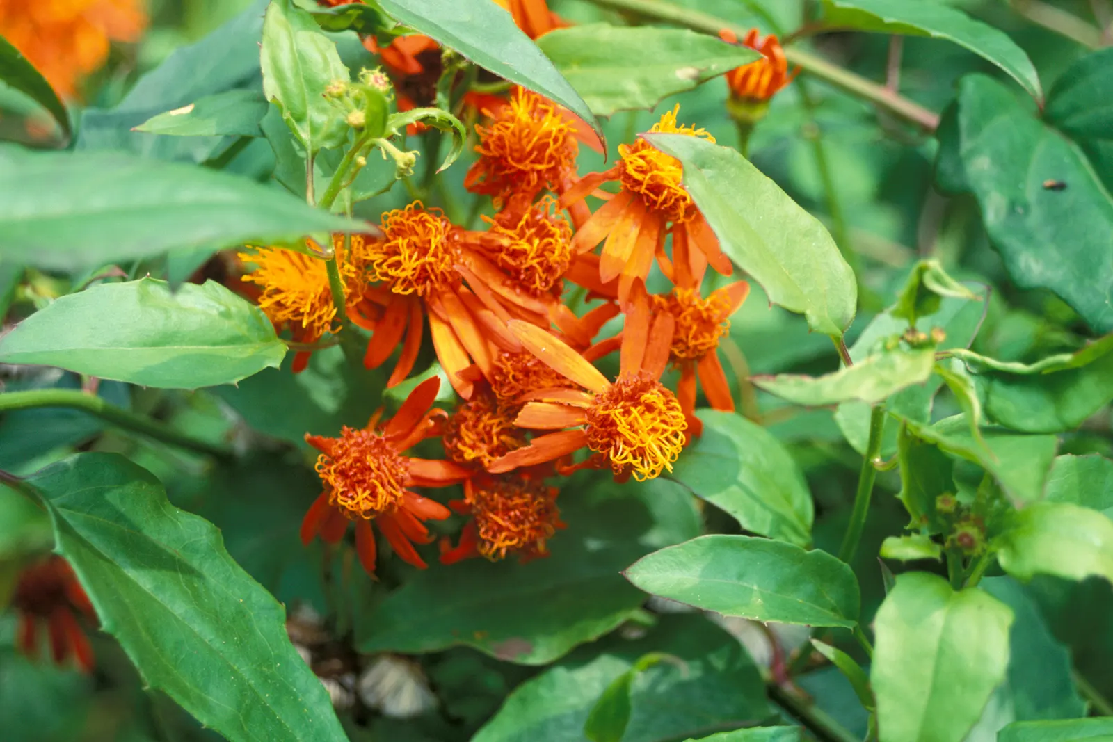 Flame Vine (Pyrostegia Venusta) — vibrant climber that provides a burst of brilliant color to any landscape design; orange flowers in the garden, image 151