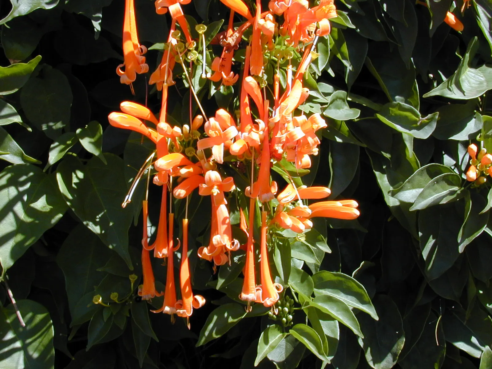 Flame Vine (Pyrostegia Venusta) — This plant is an excellent option for gardeners looking to attract pollinators; the Flame Vine is unmatched, image 163