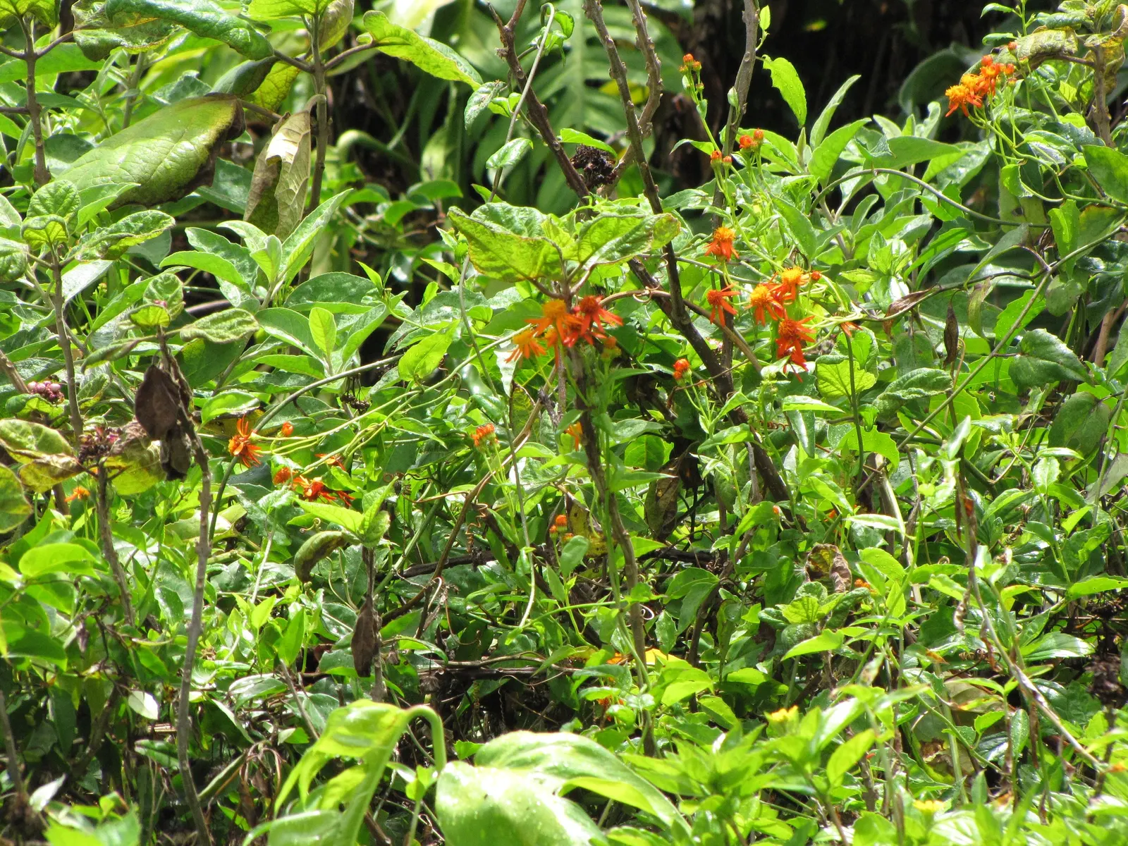 Flame Vine (Pyrostegia Venusta) — This vine prefers well-drained soil and moderate watering; pruning after the blooming season can control growth and promote