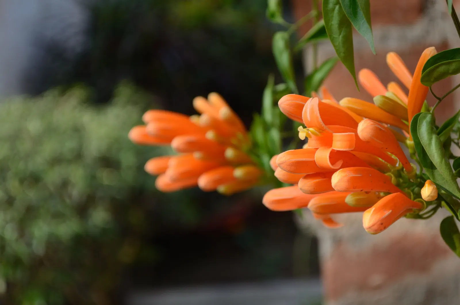 Flame Vine (Pyrostegia Venusta) — especially from late fall to early spring; adding vibrant warmth to any landscape, image 56