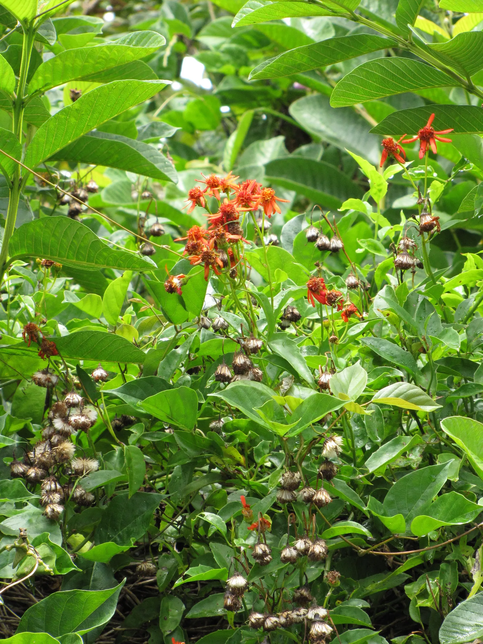 Flame Vine (Pyrostegia Venusta) — especially from late fall to early spring