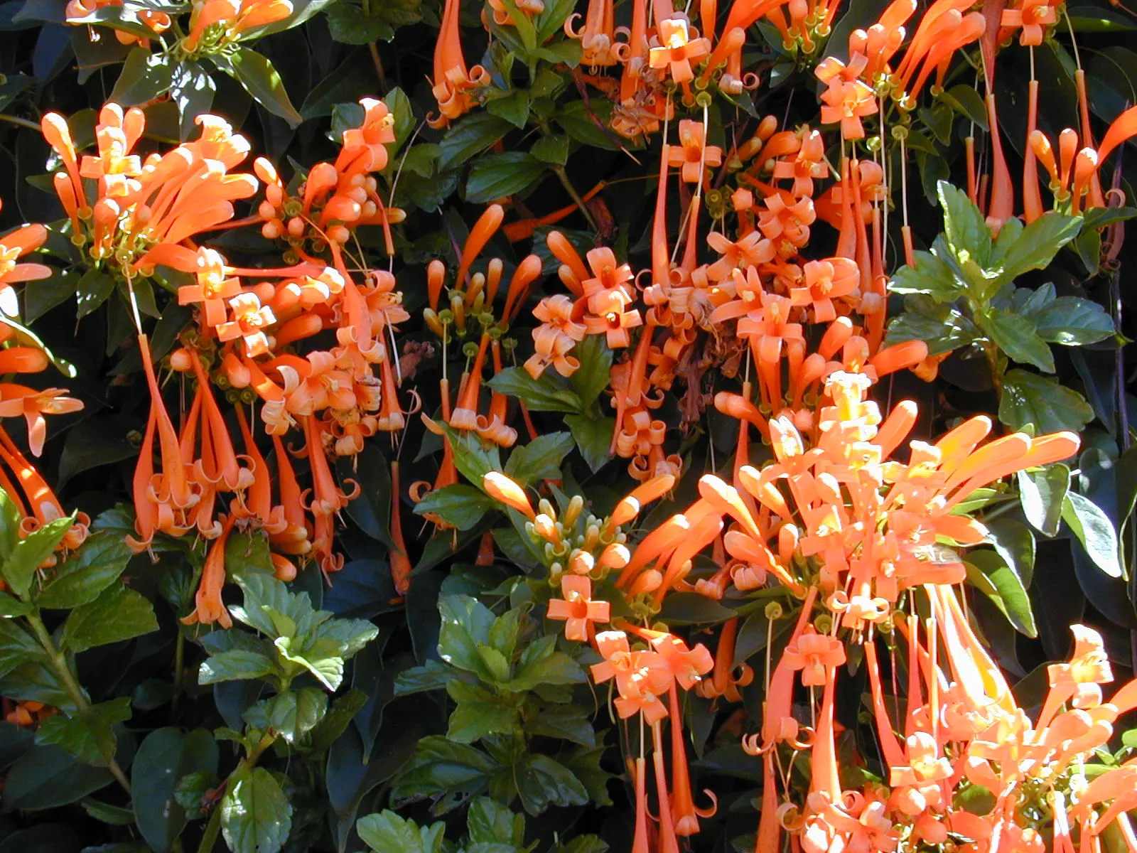 Flame Vine (Pyrostegia Venusta) — all with minimal care requirements once settled into its environment; vine for full or half, image 165