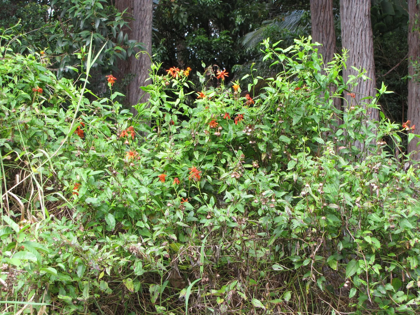 Flame Vine (Pyrostegia Venusta) — orange flowers in the garden; vibrant climber that provides a burst of brilliant color to any landscape design, image 142