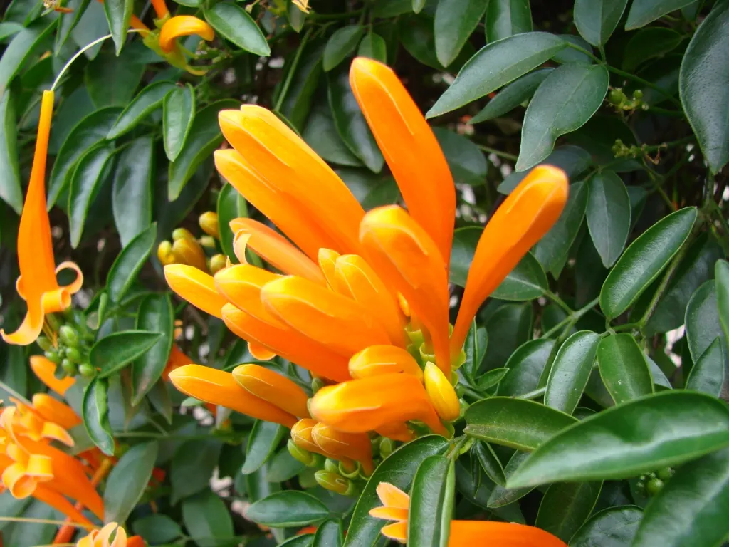 Flame Vine (Pyrostegia Venusta) — vine with orange blooms; the Flame Vine is relatively low-maintenance, image 95