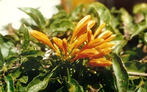 Flame Vine (Pyrostegia Venusta) — vibrant climber that provides a burst of brilliant color to any landscape design