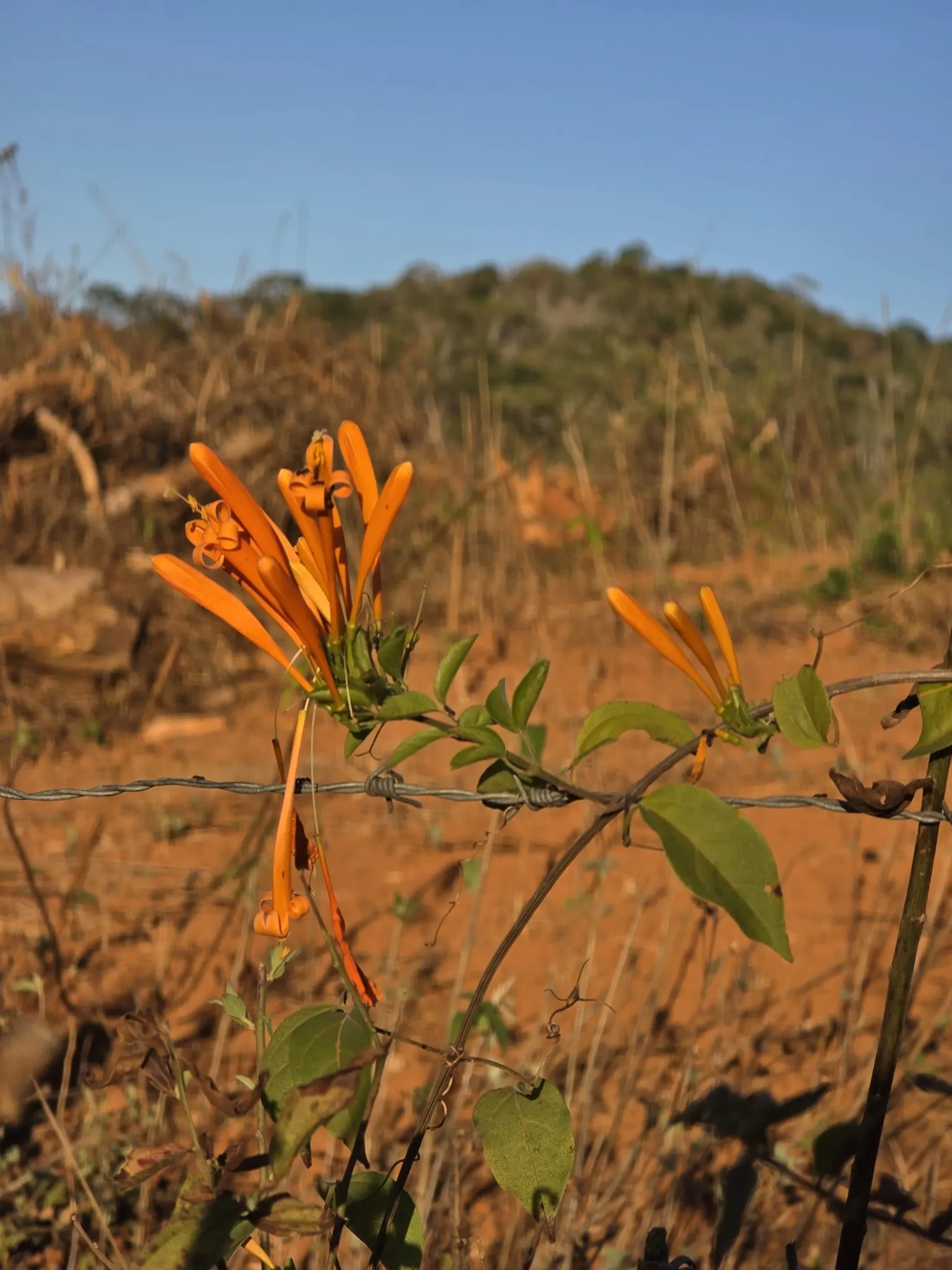 Flame Vine (Pyrostegia Venusta) — This vine prefers well-drained soil and moderate watering; pruning after the blooming season can control growth, image 147