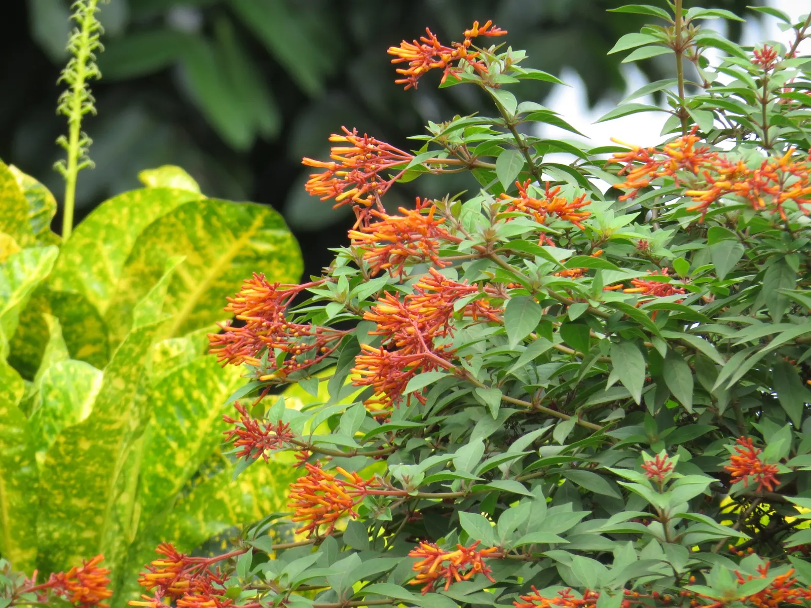 Flame Vine (Pyrostegia Venusta) — as it's a favorite of hummingbirds and butterflies.<br><br>In summary; though it is drought-tolerant once, image 92