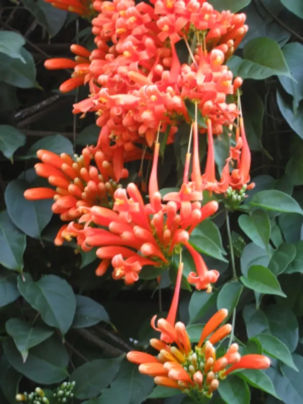 Flame Vine (Pyrostegia Venusta) — adding vibrant warmth to any landscape; especially from late fall to early spring, image 77